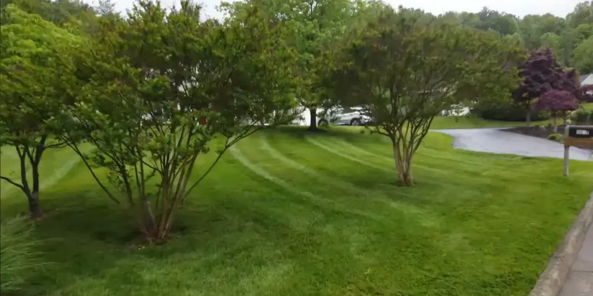 very beautiful lawn