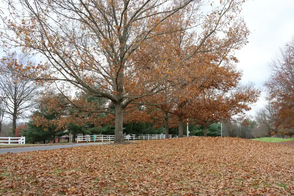 Leaf-covered residential yard showing seasonal debris buildup requiring professional yard cleanup in Roanoke VA
