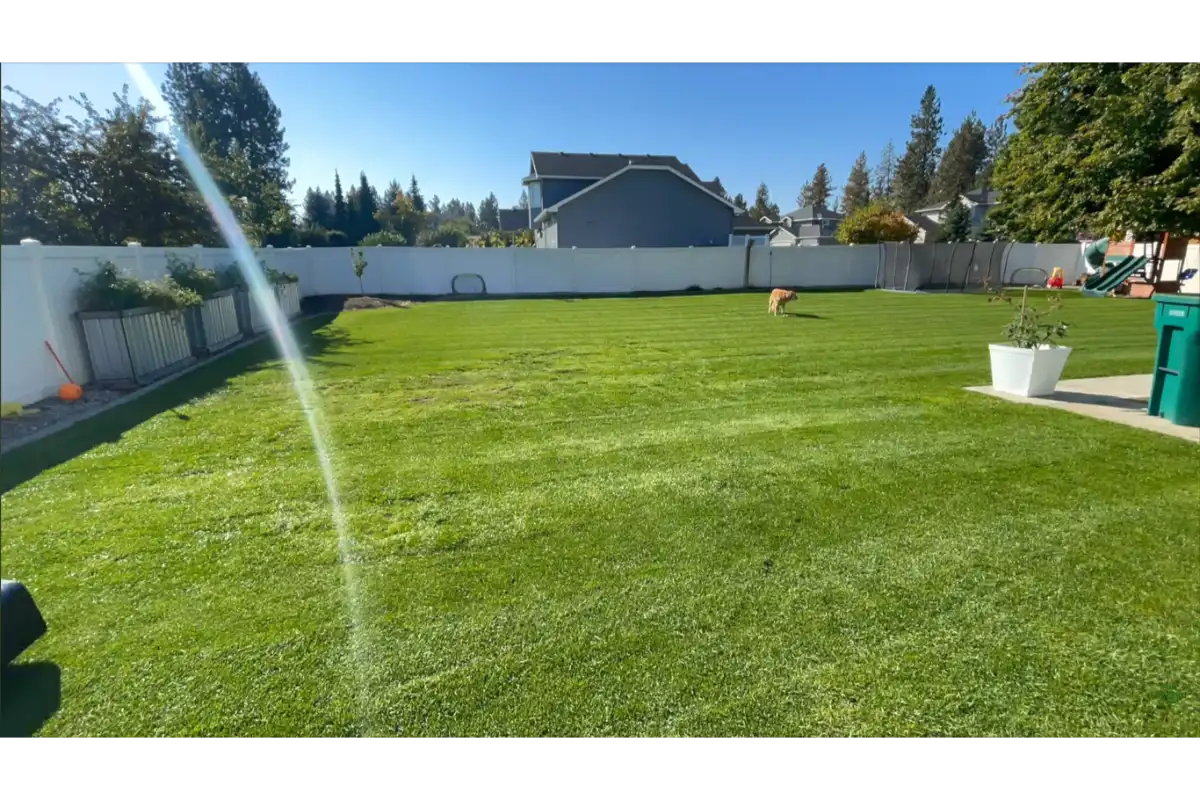 lawn showing improved turf condition