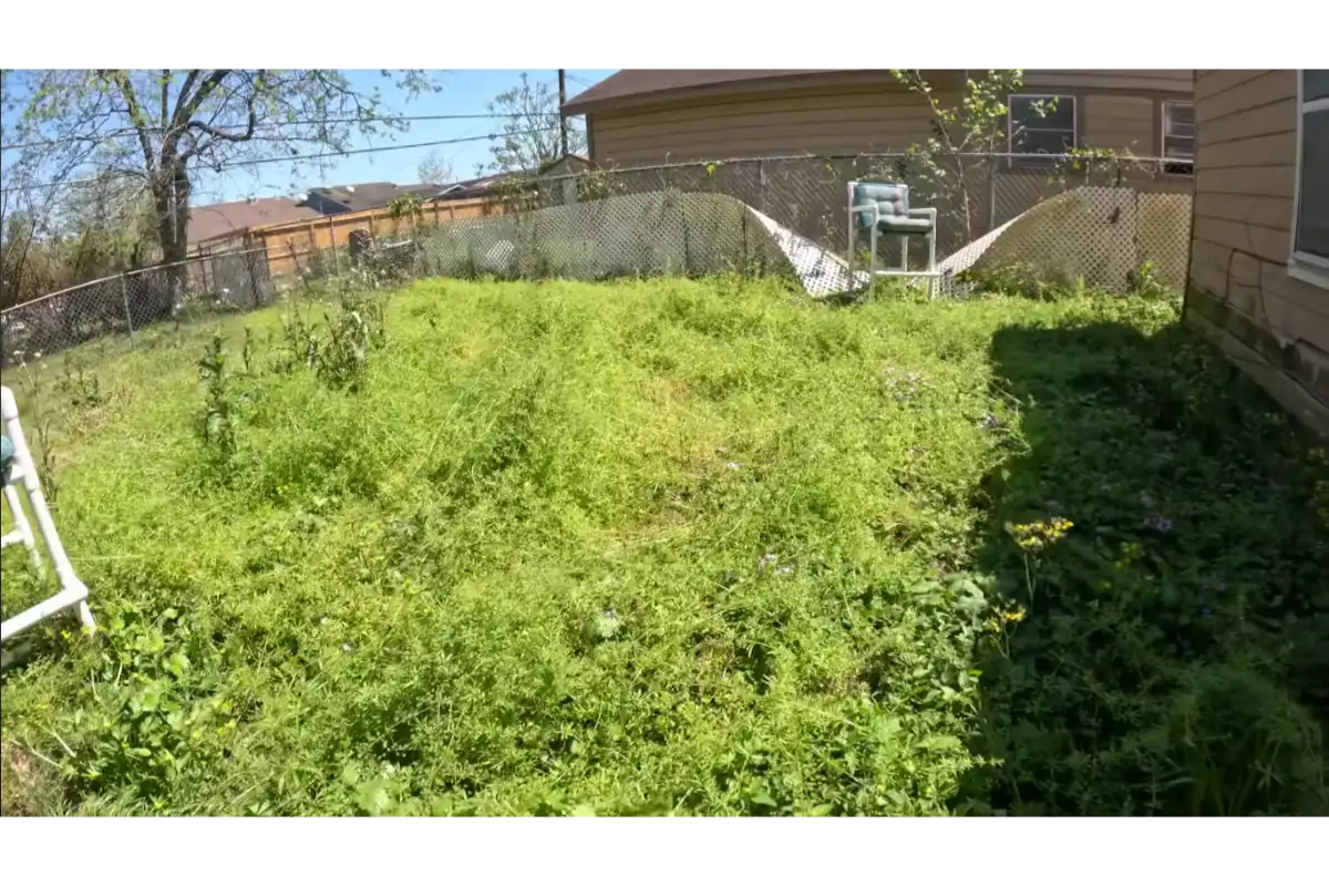 lawn before improvement