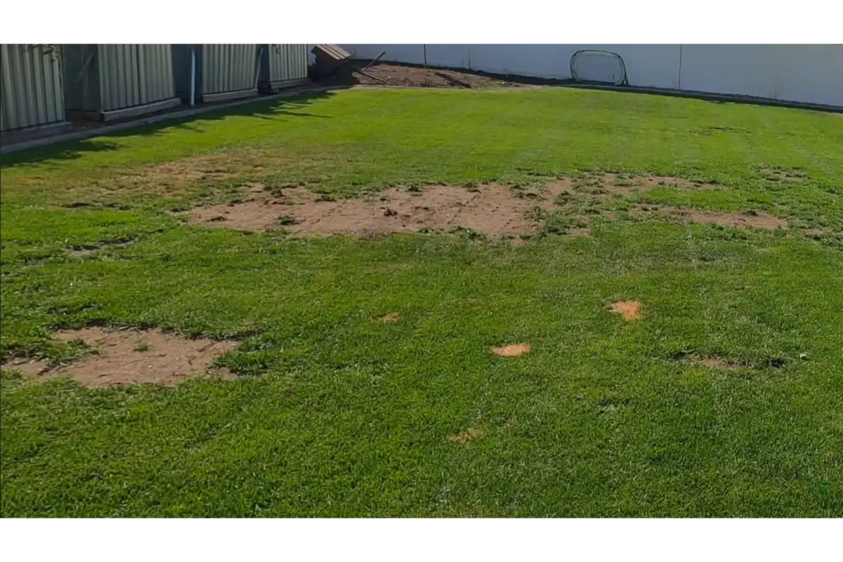 lawn with thin turf
