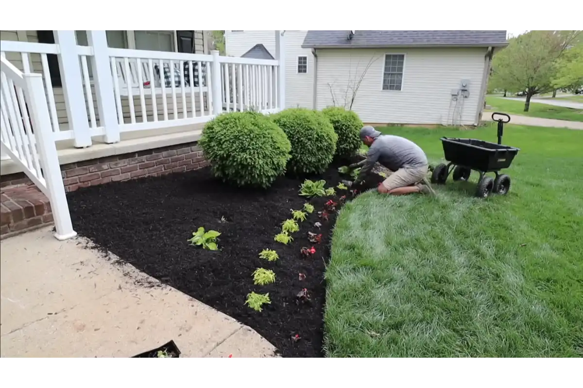Fresh mulch installed around shrubs and planting beds after landscape improvement