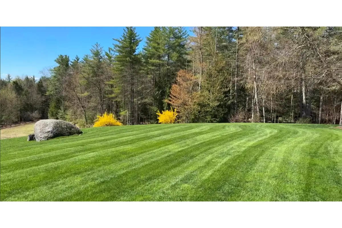 Healthy green lawn after professional fertilization treatment in Roanoke