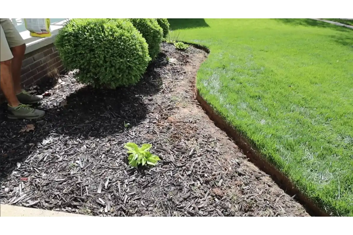 Landscape bed before mulch installation with existing soil and plant areas