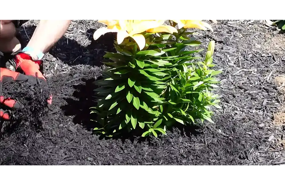 Fresh mulch installed around planting beds