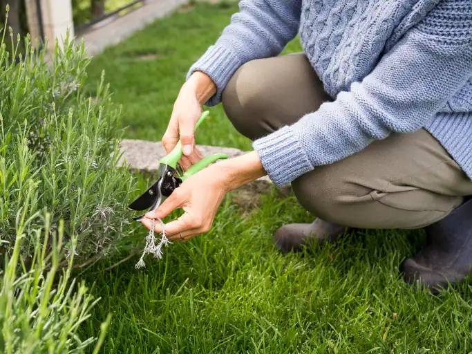 Professional lawn mowing service maintaining a residential lawn in Roanoke VA