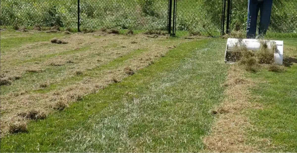 Residential lawn showing turf conditions that can affect grass growth