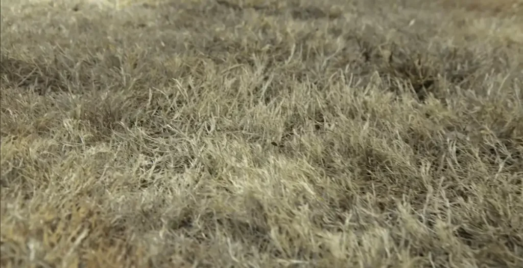 Lawn assessment before fertilization treatment in Roanoke VA