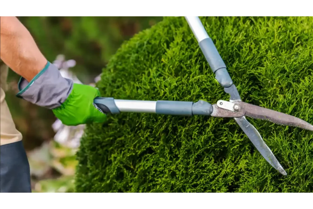 Shrub trimming and landscape care around a residential property