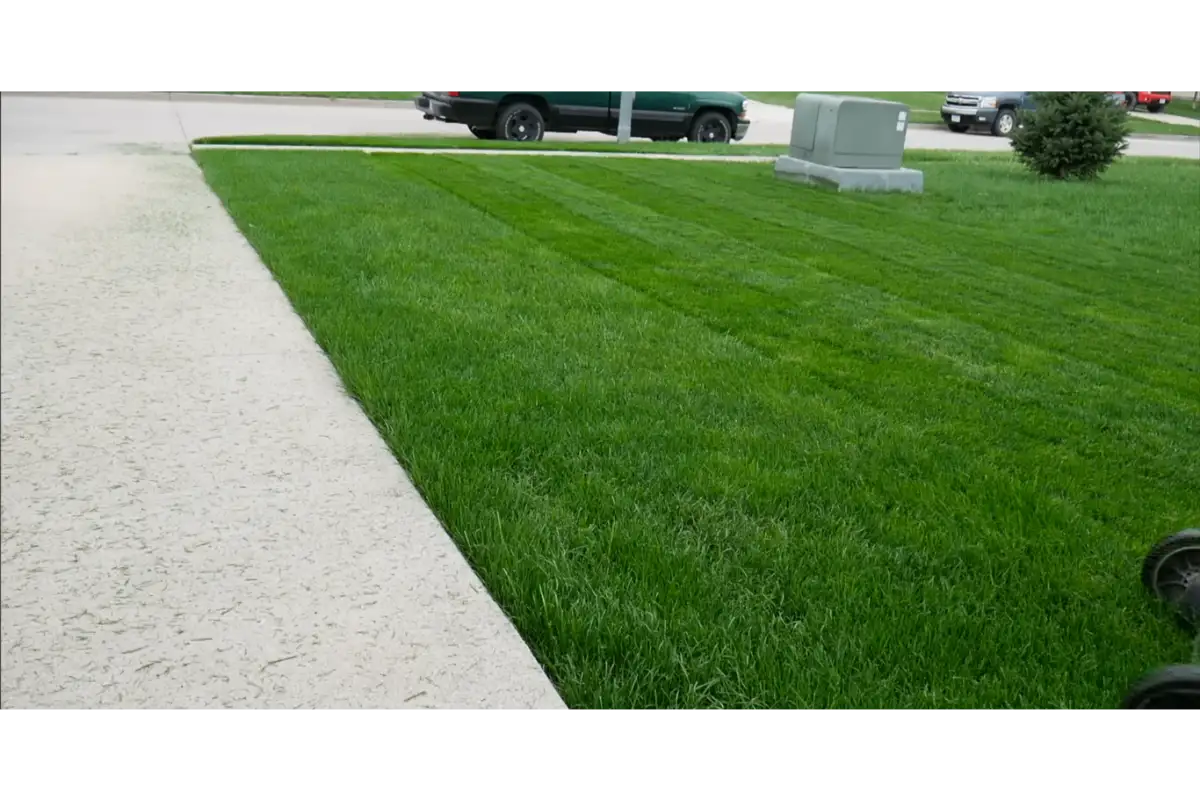 Healthy tall fescue lawn maintained in Roanoke Virginia