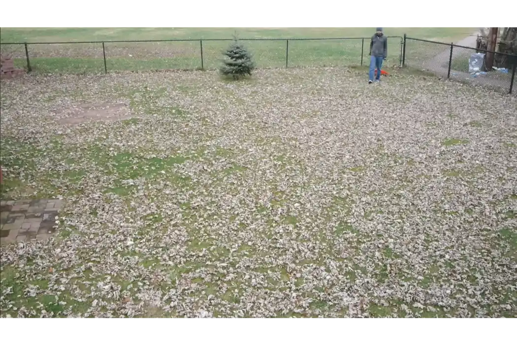Leaf-covered yard before seasonal cleanup