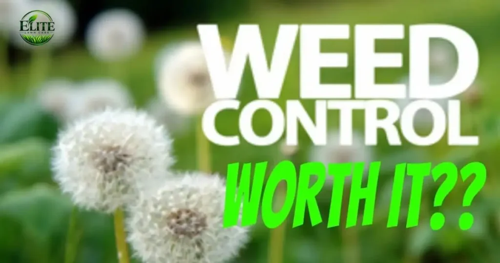 Control Fall Weeds Before Winter