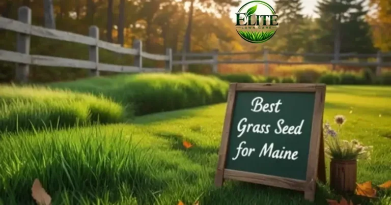 best grass seed for Roanoke VA