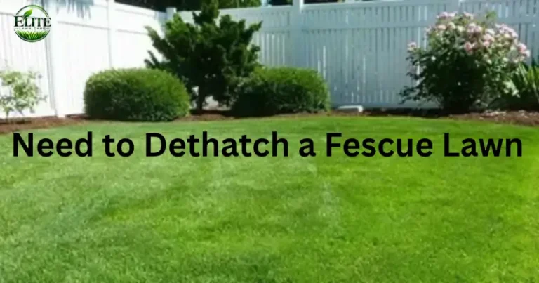Do You Need to Dethatch a Fescue Lawn
