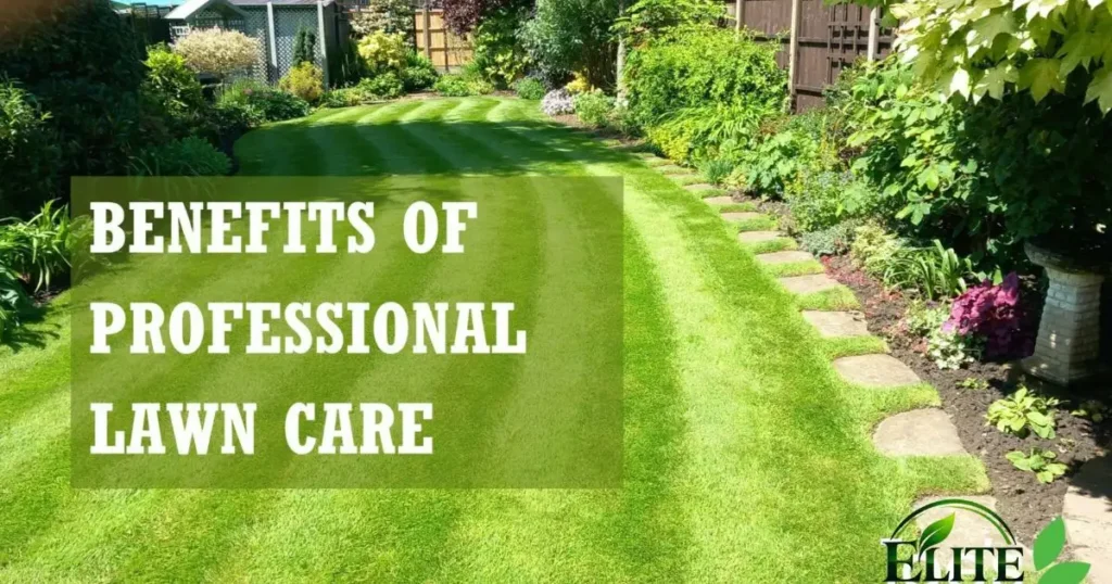 diy-fall-lawn-care-vs-professional-lawn-care-in-roanoke-va