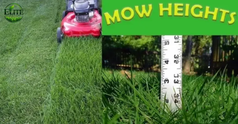 how high to mow tall fescue