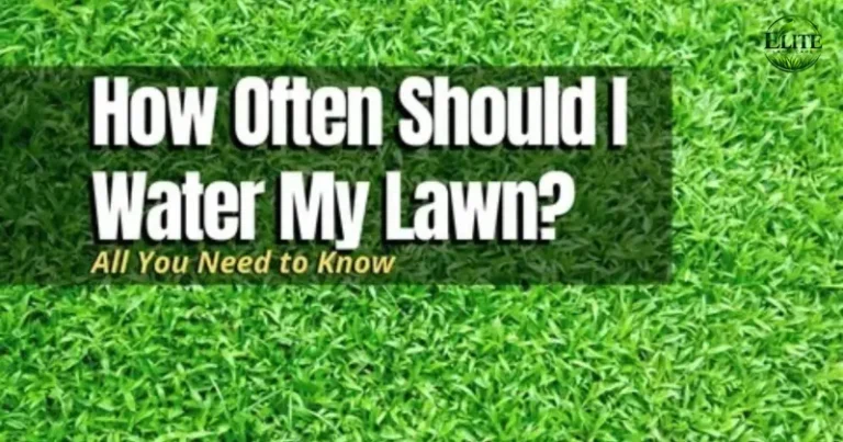 How Often to Water a Lawn in Roanoke