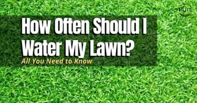How Often to Water a Lawn in Roanoke