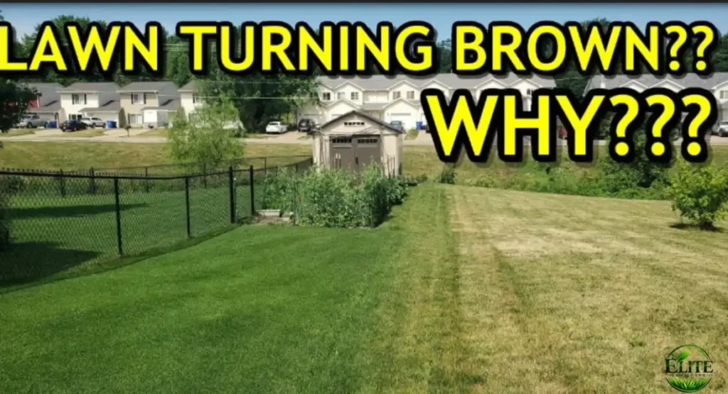 how to tell what is causing brown grass