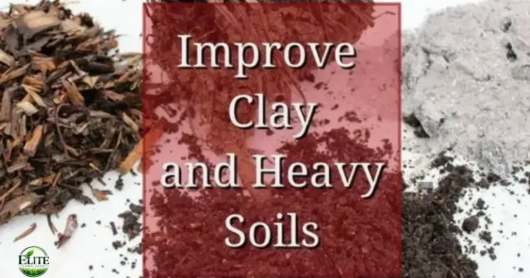 How to Improve a Lawn on Roanoke Clay Soil