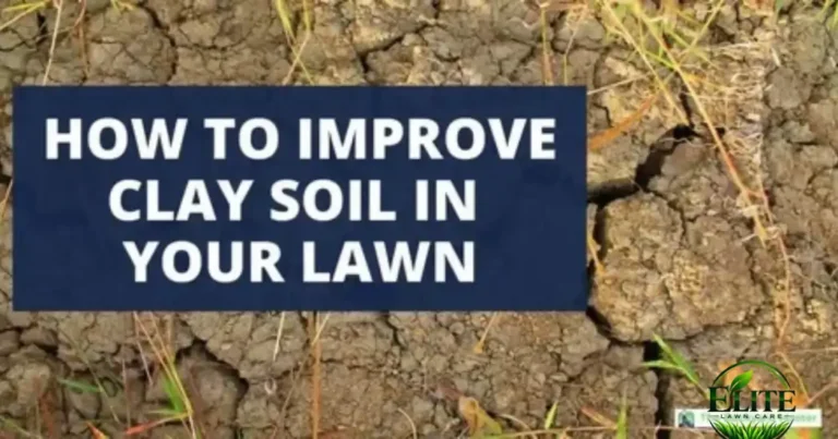 Is Core Aeration Worth It for a Roanoke Clay Lawn?