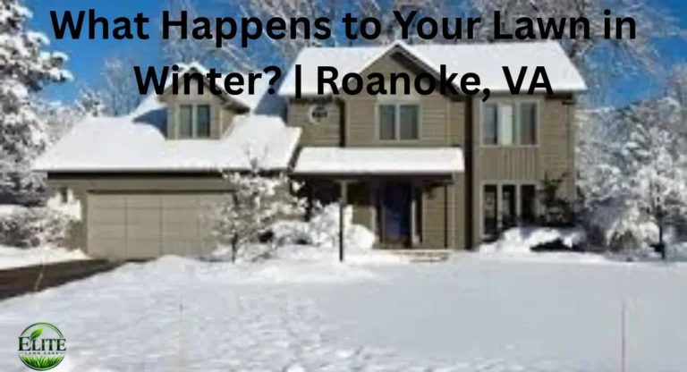 What Happens to Your Lawn in Winter? | Roanoke, VA