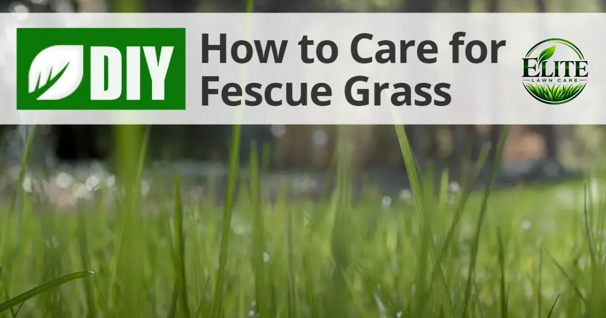 When to Overseed a Fescue Lawn in Roanoke, VA