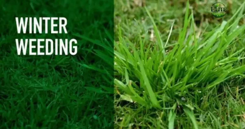Winter Weeds in Roanoke Lawns: How to Identify and Control Them